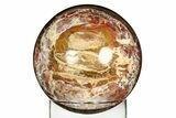 Colorful Polished Petrified Wood Sphere - Arizona #309208-1